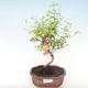 Kryty bonsai-PUNICA granatum nana-Pomegranate PB220471 - 1/3
