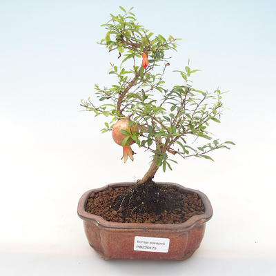 Kryty bonsai-PUNICA granatum nana-Pomegranate PB220475 - 1