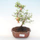 Kryty bonsai-PUNICA granatum nana-Pomegranate PB220475 - 1/3