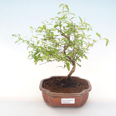 Kryty bonsai-PUNICA granatum nana-Pomegranate PB220476 - 1