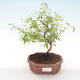Kryty bonsai-PUNICA granatum nana-Pomegranate PB220476 - 1/3