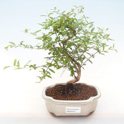 Kryty bonsai-PUNICA granatum nana-Pomegranate PB220477 - 1