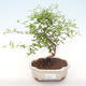 Kryty bonsai-PUNICA granatum nana-Pomegranate PB220477 - 1/3