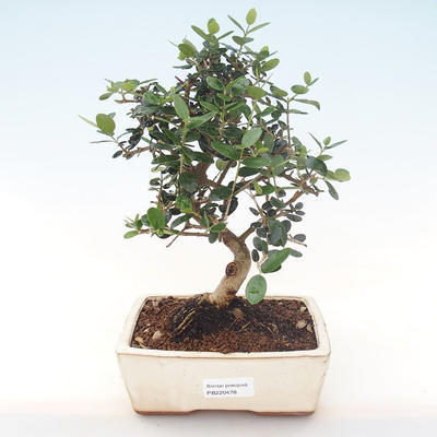 Kryty bonsai - Olea europaea sylvestris -Oliva Europejski mały liść PB220478 - 1