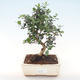 Kryty bonsai - Olea europaea sylvestris -Oliva Europejski mały liść PB220478 - 1/5