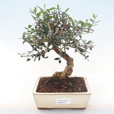 Kryty bonsai - Olea europaea sylvestris -Oliva Europejski mały liść PB220479 - 1