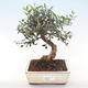 Kryty bonsai - Olea europaea sylvestris -Oliva Europejski mały liść PB220479 - 1/5