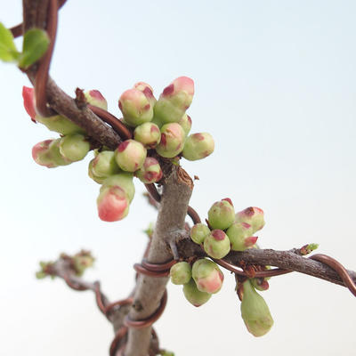 Outdoor bonsai - spec Chaenomeles. Rubra - Pigwa VB2020-147 - 1