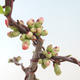 Outdoor bonsai - spec Chaenomeles. Rubra - Pigwa VB2020-147 - 1/3
