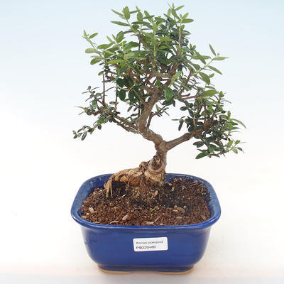 Kryty bonsai - Olea europaea sylvestris -Oliva Europejski mały liść PB220480 - 1