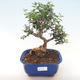 Kryty bonsai - Olea europaea sylvestris -Oliva Europejski mały liść PB220480 - 1/5