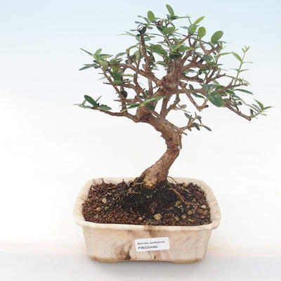 Kryty bonsai - Olea europaea sylvestris -Oliva Europejski mały liść PB220482 - 1