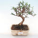 Kryty bonsai - Olea europaea sylvestris -Oliva Europejski mały liść PB220482 - 1/5