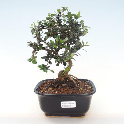 Kryty bonsai - Olea europaea sylvestris -Oliva Europejski mały liść PB220483 - 1