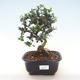 Kryty bonsai - Olea europaea sylvestris -Oliva Europejski mały liść PB220483 - 1/5