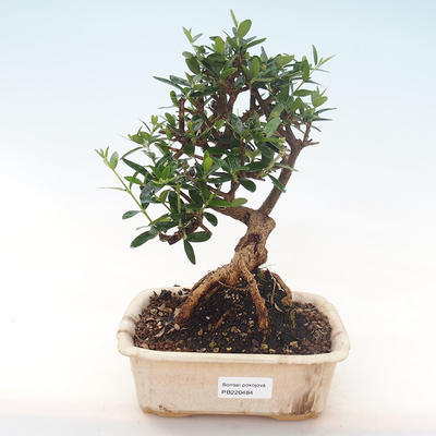 Kryty bonsai - Olea europaea sylvestris -Oliva Europejski mały liść PB220484 - 1