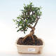 Kryty bonsai - Olea europaea sylvestris -Oliva Europejski mały liść PB220484 - 1/5