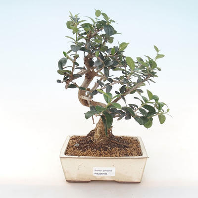 Kryty bonsai - Olea europaea sylvestris -Oliva Europejski mały liść PB220485 - 1