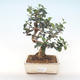 Kryty bonsai - Olea europaea sylvestris -Oliva Europejski mały liść PB220485 - 1/5