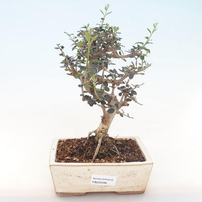 Kryty bonsai - Olea europaea sylvestris -Oliva Europejski mały liść PB220486 - 1