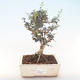 Kryty bonsai - Olea europaea sylvestris -Oliva Europejski mały liść PB220486 - 1/5