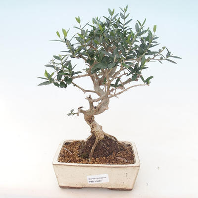 Kryty bonsai - Olea europaea sylvestris -Oliva Europejski mały liść PB220487 - 1