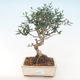 Kryty bonsai - Olea europaea sylvestris -Oliva Europejski mały liść PB220487 - 1/5