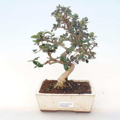 Kryty bonsai - Olea europaea sylvestris -Oliva Europejski mały liść PB220488 - 1