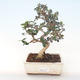 Kryty bonsai - Olea europaea sylvestris -Oliva Europejski mały liść PB220488 - 1/5