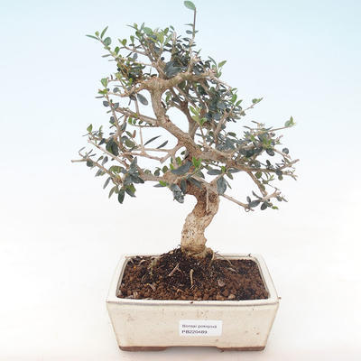 Kryty bonsai - Olea europaea sylvestris -Oliva Europejski mały liść PB220489 - 1