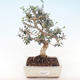 Kryty bonsai - Olea europaea sylvestris -Oliva Europejski mały liść PB220489 - 1/5
