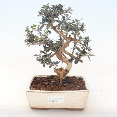 Kryty bonsai - Olea europaea sylvestris -Oliva Europejski mały liść PB220490 - 1