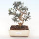 Kryty bonsai - Olea europaea sylvestris -Oliva Europejski mały liść PB220490 - 1/5