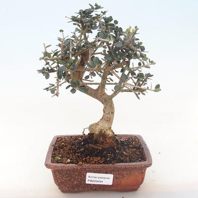 Kryty bonsai - Olea europaea sylvestris -Oliva Europejski mały liść PB220491 - 1