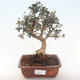 Kryty bonsai - Olea europaea sylvestris -Oliva Europejski mały liść PB220491 - 1/5