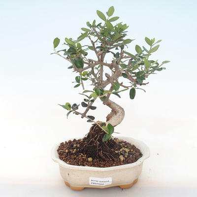 Kryty bonsai - Olea europaea sylvestris -Oliva Europejski mały liść PB220493 - 1