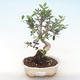 Kryty bonsai - Olea europaea sylvestris -Oliva Europejski mały liść PB220493 - 1/5