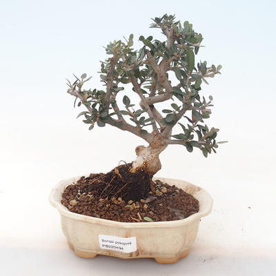 Kryty bonsai - Olea europaea sylvestris -Oliva Europejski mały liść PB220494 - 1