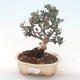 Kryty bonsai - Olea europaea sylvestris -Oliva Europejski mały liść PB220494 - 1/5