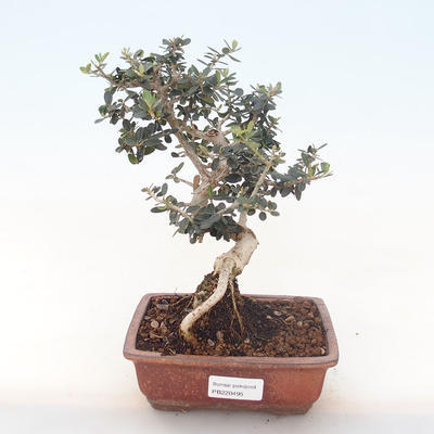 Kryty bonsai - Olea europaea sylvestris -Oliva Europejski mały liść PB220495 - 1