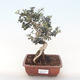 Kryty bonsai - Olea europaea sylvestris -Oliva Europejski mały liść PB220495 - 1/5