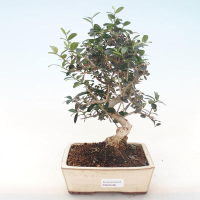 Kryty bonsai - Olea europaea sylvestris -Oliva Europejski mały liść PB220496 - 1