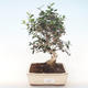 Kryty bonsai - Olea europaea sylvestris -Oliva Europejski mały liść PB220496 - 1/5
