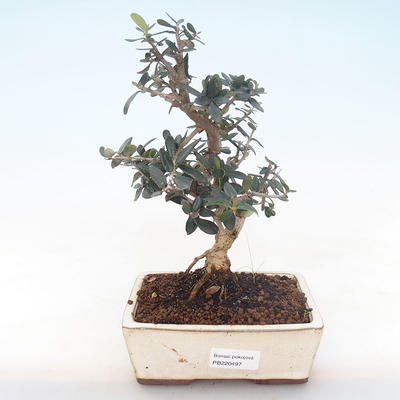 Kryty bonsai - Olea europaea sylvestris -Oliva Europejski mały liść PB220497 - 1