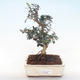 Kryty bonsai - Olea europaea sylvestris -Oliva Europejski mały liść PB220497 - 1/5