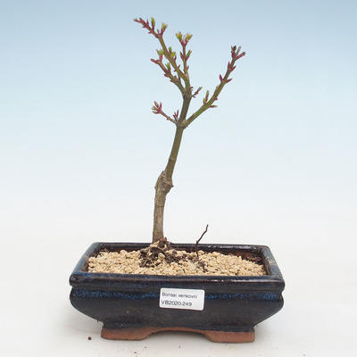 Outdoor bonsai - Acer palmatum SHISHIGASHIRA- Mały klon VB2020-249 - 1