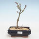 Outdoor bonsai - Acer palmatum SHISHIGASHIRA- Mały klon VB2020-249 - 1/3