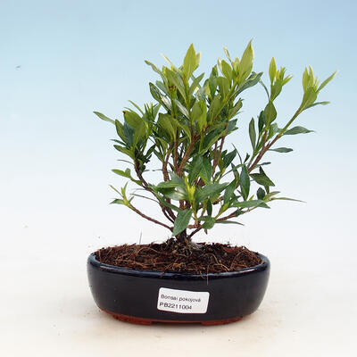 Kryty bonsai - Gardenia jasminoides-Gardenia
