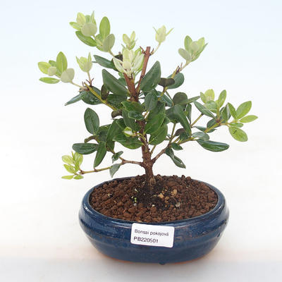 Kryty bonsai - Metrosideros excelsa PB220501 - 1
