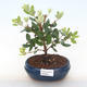 Kryty bonsai - Metrosideros excelsa PB220501 - 1/3